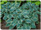 Hosta-Zwiebeln,Winterhart MehrjäHrig,Vier Jahreszeiten,Funkien Pflanze Winterhart,Hosta Pflanzen,Seltene Funkie,Innenhof,Funkien Rhizome-4Zwiebeln-E