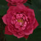 40pcs lotus samen hohe keimrate schöne schüssel lotus blumen samen wachsen in wasser asser nass Land blumen samen Rot
