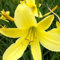6x Zitronengelbe Taglilie - Hemerocallis citrina - Kleincontainer 9x9cm