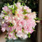 duft freesien zwiebeln, garten geschenke für frauen,balkonpflanzen winterhart freesien blumenzwiebeln winterhart balkonpflanzen,mini gewächshaus fensterbank frühjahrsblüher,geschenk 10pcs