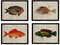 Nacnic Satz von 4 Vintage Enzyklopädie Postern mit Fische in verschiedenen Farben. Illustrationen von Meerestieren im Retrostil. A4 ohne Rahmen.