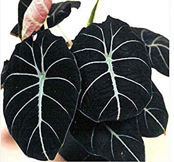 Germination Les graines: l'oreille Alocasia Elephant Graines Taro 'Black Velvet' (Alocasia reginula) -20PCS / Paquet