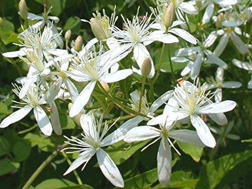 Genipap 90 Stück Clematis Paniculata Blumensamen