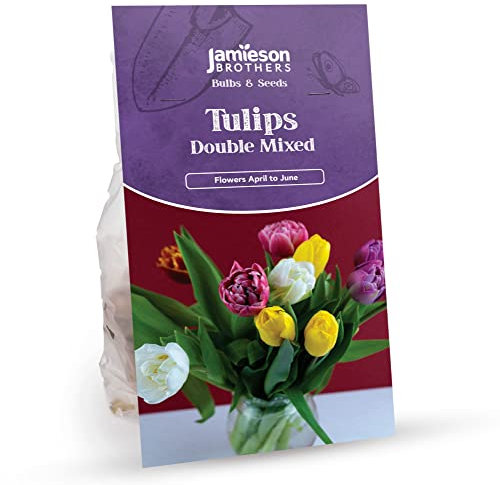 Double Mixed Tulip Bulbs -12 Bulbs to Plant in Gardens, Borders & Flowerbeds – Bulk Spring Flower Bulbs Ideal for Adding Colour to Your Area - by Jamieson Brothers