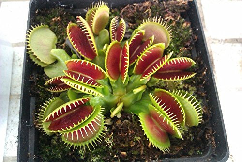 bonsai semillas de las variedades del atrapamoscas de Venus GIGANTE SUPERB planta carnívora semillas de captura Dionea la Casa Jardín cordgrass 30pcs T024