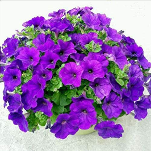 nulala 100 pzas Semillas de petunia colgantes Semillas de petunia Semillas de maceta Semillas de flores colgantes Semillas de condimento para el hogar, Mini jardín, Balcón, Planta de jardín