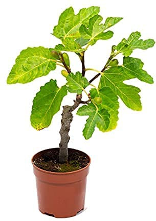 Higuera Árbol Frutal Natural de Exterior Ficus Carica Planta Pequeña en Maceta