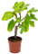 Higuera Árbol Frutal Natural de Exterior Ficus Carica Planta Pequeña en Maceta