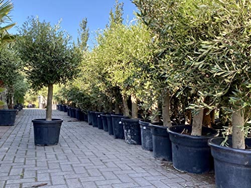 Olive « 30 ans » 190 cm, qualité A+, résistant au froid, Olea Lechi