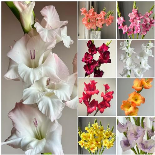 20 pcs gladiolen zwiebeln winterhart, Gladiolus, zwiebelblumen blumen deko gladiolen knollen blumenzwiebeln zwiebel frühblüher wildblumen exotische zimmerpflanzen blumen geschenk balkonblumen