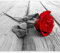 murando - Vlies Fototapete Rose 150x105 cm - Foto Tapete Schlafzimmer Wohnzimmer Moderne Vliestapete XXL Wandtapete Motivtapeten Bildtapete 3d Effekt Wand Dekoration - Holzoptik grau b-B-0025-a-a