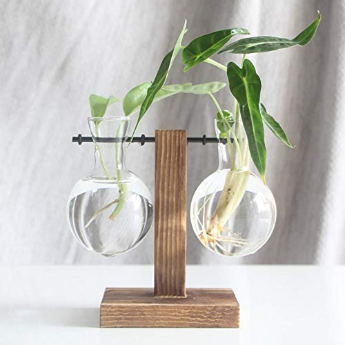Glas-Pflanzgefäß, Blumenzwiebel-Vase, Desktop Air Plant Terrarium Kit mit Retro Massivholz Ständer, Pflanze Anzuchtstationen Terrarium for Indoor Wasserpflanzen Home Garden Office Dekoration Zubehör