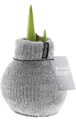 Bloomique - Cozy Grau - Amaryllis in Wachs - No Water Flowers - Blumenzwiebel in Wachs - Weihnachtsgeschenke und Deko - 15cm hoch bei Lieferung - Wächst zu 40-60 cm