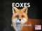 Fox Kalender 2025 Foxes Monats-Wandkalender 12 Monate | Hergestellt in den USA