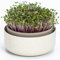 Urbalive große Keimschale 16cm - Kresse Anzuchtschale für Sprossen, Kressesamen, Microgreens - Design Kressesieb aus hochwertigem Kunststoff - Keimsprossenbox Keimgerät mit Kaffeesatz-Beimischung
