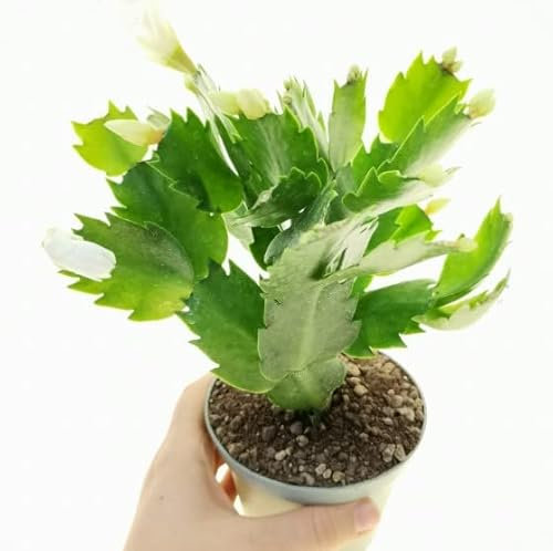 Cactus de Navidad | DECOALIVE | Schlumbergera | Planta de Navidad | Flores Mix Color | Planta Natural