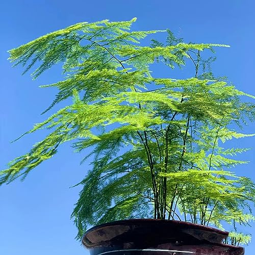 50 pcs bambus pflanzen winterhart samen - Asparagus setaceus - zimmerpflanzen samen, Zierspargel, Bonsai Baum, gewächshaus balkon anpflanztöpfchen, exotische pflanzen samen outdoor