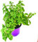 Majoran Origanum majorana Kräuter Pflanze 2stk.