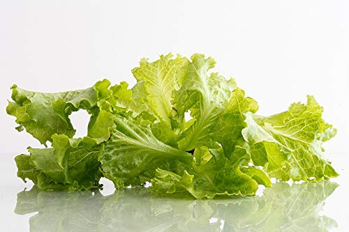 Tango Lettuce Leaf Seeds - 100 Count Seed Pack - Non-GMO - A Loose Leaf Variety That is Tangy in Flavor. - Country Creek LLC
