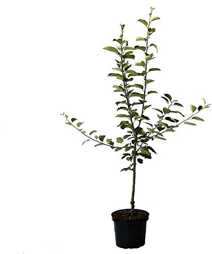 Apfelbaum Weißer Klarapfel frühester Sommerapfel Buschbaum 110-140 cm im 7,5 Liter Topf Unterlage M9