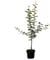 Apfelbaum Weißer Klarapfel frühester Sommerapfel Buschbaum 110-140 cm im 7,5 Liter Topf Unterlage M9