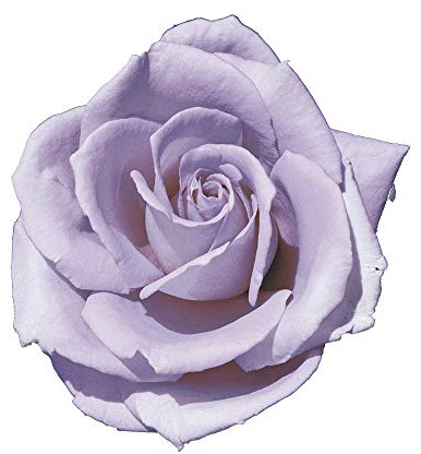 Blue Monday, rosaio vivo di Rose Barni®, rosa in vaso molto profumata linea prestigio, pianta di rosa slanciata, rifiorente e robusta cod.71050