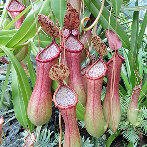 TOYHEART 50 Stück Premium Blumensamen, Nepenthes Samen Dekorative Tropische Mit Beutel Fleischfressende Pflanzen Samen Für Zu Hause Rosa