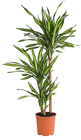 Dehner – Árbol de dragón Rikki, de 3 piezas, aprox. 110 – 120 cm, maceta de 21 cm de diámetro, planta interior.