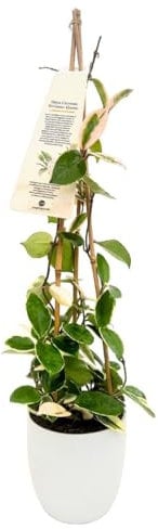 Hoya Carnosa Krimson Queen – Pianta da Interno Elegante con Fiori di Cera rosa, Altezza 70 cm, Vaso Ø 18 cm ceramica | Foglie Variegate Verdi, Bianche e Rosa