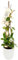 Hoya Carnosa Krimson Queen – Pianta da Interno Elegante con Fiori di Cera rosa, Altezza 70 cm, Vaso Ø 18 cm ceramica | Foglie Variegate Verdi, Bianche e Rosa