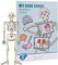 Human Body Puzzle, Anatomy Set, Körperteile Puzzle, Organ Puzzle Spielzeug, Skeleton und Bone Toy, Muskeln und Skeleton Puzzle, Lernpuzzle für Kinder