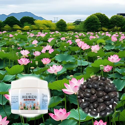 50PCS Lotusblume Samen + 200g Lotus Dünger, Lotus samen Winterhart, Seerosendünger, Lotus Knallpulver, Lotusblumensamen für Wasser, Einfach Zu Pflanzen für die Bepflanzung des