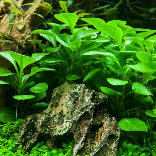 Zwerg-Kardinalslobelie – Lobelia cardinalis ‘Mini’ – Aquariumpflanze | AquabaseDesign