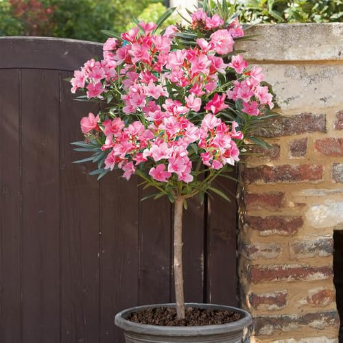 YouGarden Oleander 'Shades of Pink' Standards, 2 x 18cm Potted, 95-115cm Tall