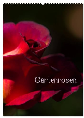 Gartenrosen (Wandkalender 2026 DIN A2 hoch), CALVENDO Monatskalender: Rosenblüten in Licht und Schatten (CALVENDO Natur)