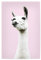 artboxONE Poster 45x30 cm Lama & Alpaka Tiere Pink Llama hochwertiger Design Kunstdruck - Bild Llama Animal Animals