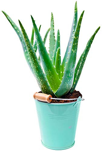 1 x Aloe Vera | 25-35cm Potted | Medicinal Indoor Plant Gift for Sale