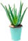 1 x Aloe Vera | 25-35cm Potted | Medicinal Indoor Plant Gift for Sale