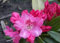 Rhododendron yakushimanum Bad Zwischenahn - Ball Rhododendron - 25-30cm
