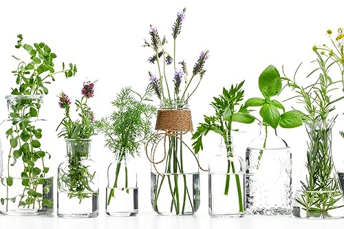 Queence | Küchen Spritzschutz Kräuter in Gläsern 80x50x0,3 cm | Küchenrückwand | Alu-DiBond | Fliesenschutz für den Herd und Spüle | Küchenfliesen | Fliesenspiegel | Rückwand