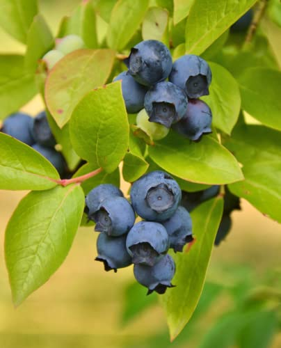 Pianta di Mirtillo Americano a Frutto Gigante 'Duke' Precoce - in vaso Ø 14 cm h. 40/50 cm