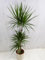 [Palmenlager] - Dracaena marginata 160 cm - Drachenbaum 3er Tuff - // Zimmerpflanze