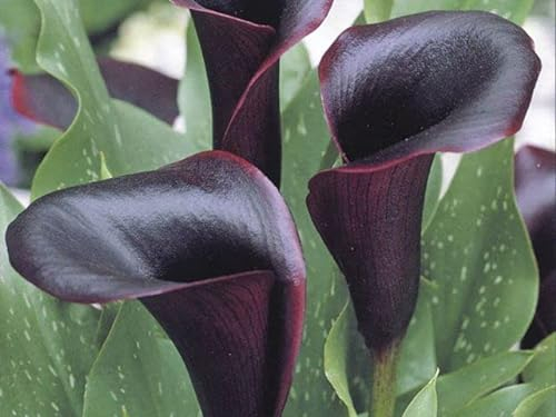 Ponak Neue 100pcs Calla-Lilien-Blumensamen schwarz
