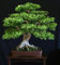 20 Stück Bodhi Bonsai-Baum grün:Seeds Only