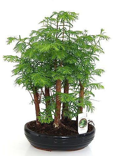 Bonsai Plant Forest Mix in Oval Ceramic Pot – 1x 16cm | Miniature Indoor Bonsai Trees | Elegant Zen Garden Gift | Ideal for Bonsai Enthusiasts and Beginners by Thompson & Morgan