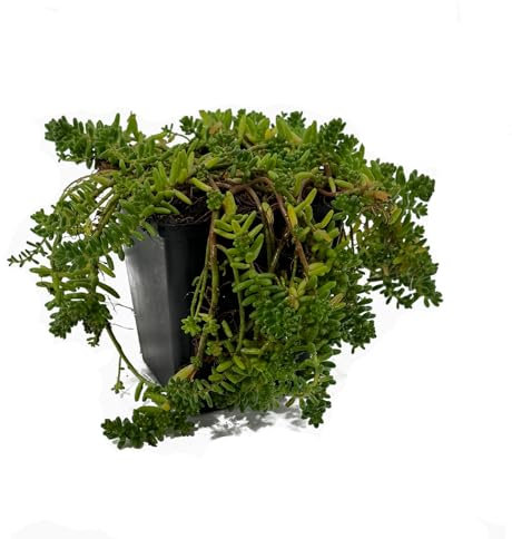 Sedum album von Intragarten | Teppich Fettblatt im Topf gewachsen | weißer Mauerpfeffer | winterharter und immergrüner Bodendecker | Steingarten