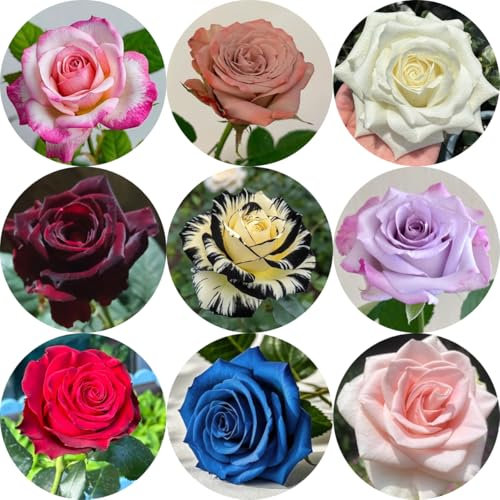 rosen samen zum pflanzen kletterpflanzen winterhart, bio saatgut kletterrosen winterhart duftend samen blumenwiese samen, steingartenpflanzen winterhart topfpflanzen draußen 100pcs