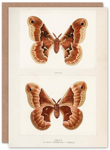 Artery8 Sherman Denton Art Card Promethea Silk Moth Female