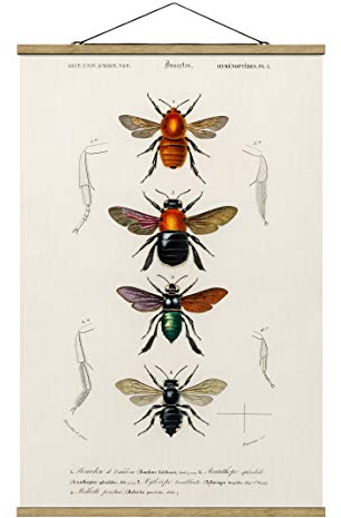 Stoffbild Posterleisten Vintage Lehrtafel Insekten Hochformat 3:2 75x50cm Eiche