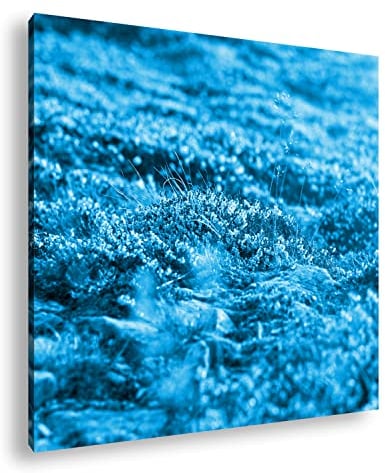 deyoli blühendes Heidekraut Format: 40x40 cm als Leinwandbild Effekt: Monocrome Blau, Motiv fertig gerahmt auf Echtholzrahmen, Hochwertiger Digitaldruck mit Rahmen